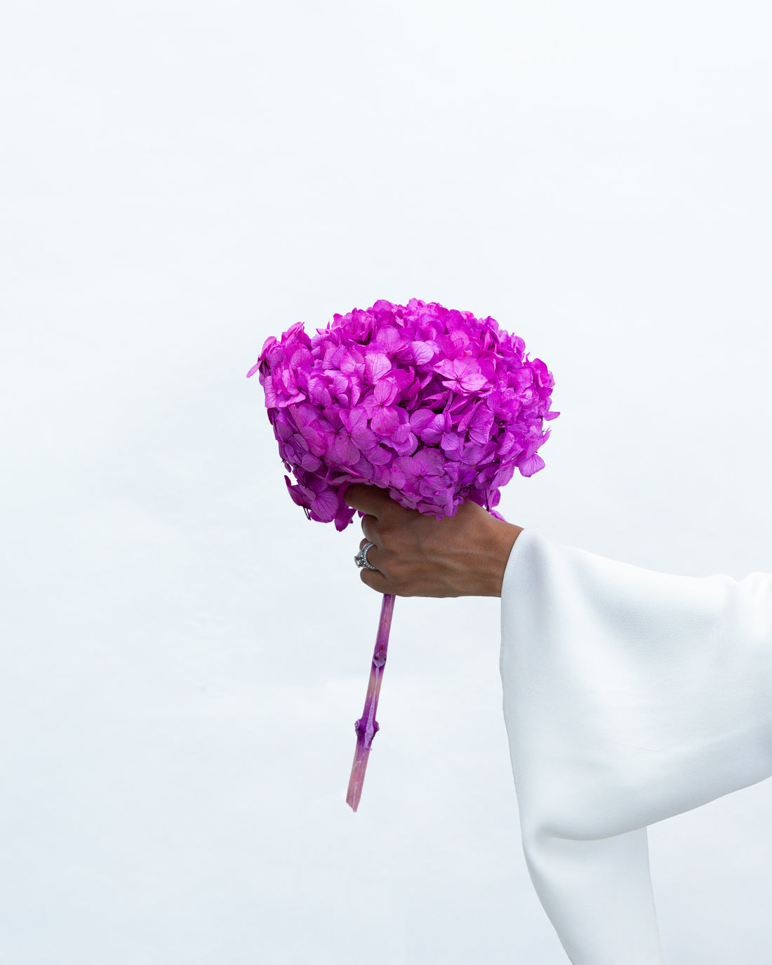 PRESERVED HYDRANGEA STEM I FUCHSIA I LARGE-LEAF