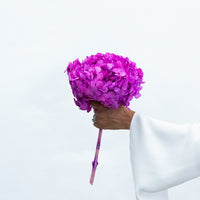 PRESERVED HYDRANGEA STEM I FUCHSIA I LARGE-LEAF