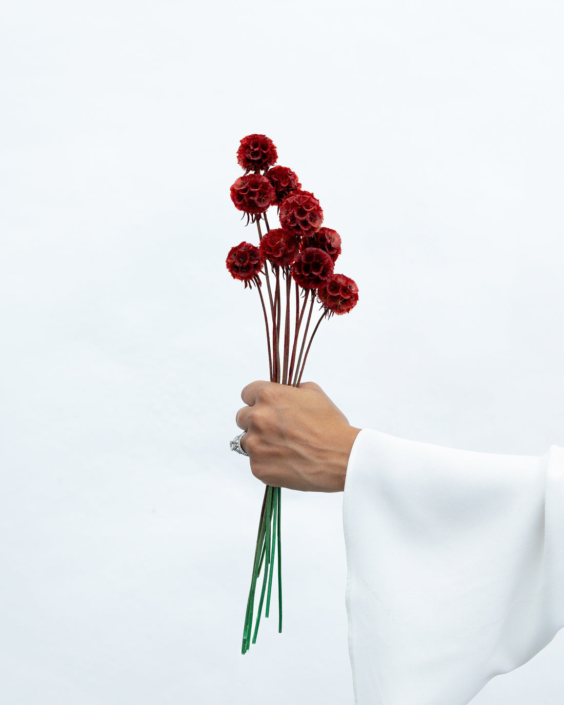 PRESERVED SCABIOSA | DEEP RED