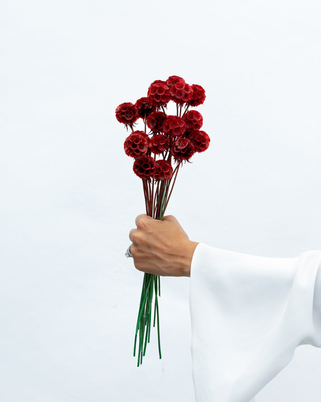 PRESERVED SCABIOSA | DEEP RED