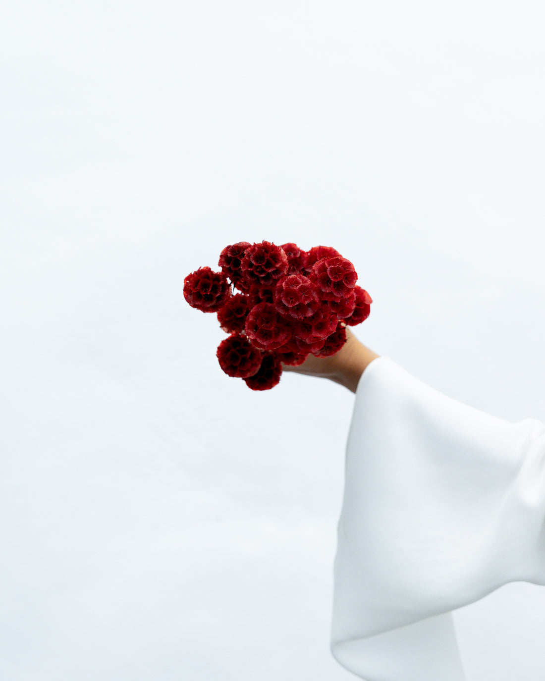PRESERVED SCABIOSA | DEEP RED