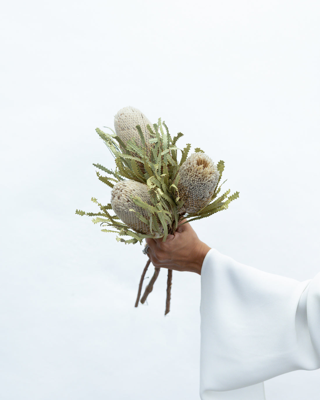 DRIED BANKSIA HOOKERIANA I NATURAL
