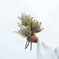 DRIED BANKSIA HOOKERIANA I NATURAL