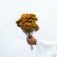DRIED MORRISON | NATURAL MUSTARD