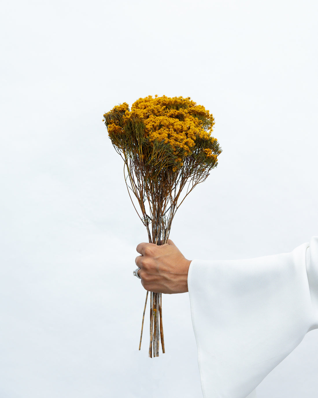 DRIED MORRISON | NATURAL MUSTARD