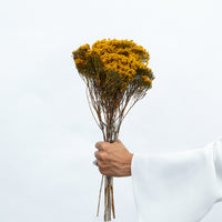 DRIED MORRISON | NATURAL MUSTARD