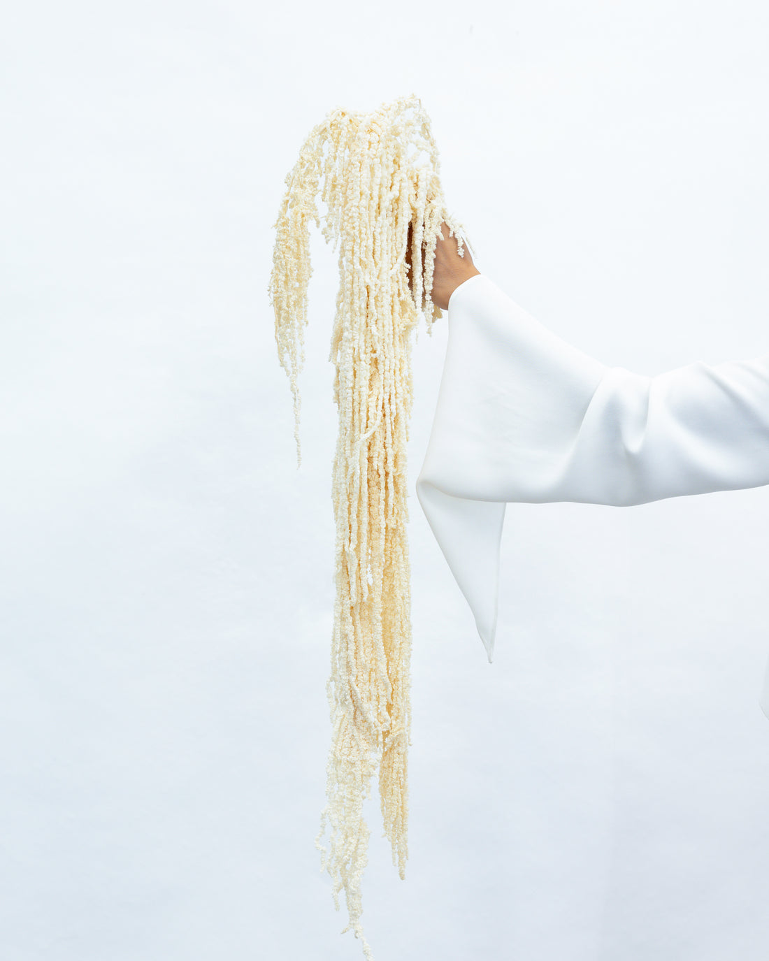 PRESERVED AMARANTHUS | IVORY WHITE