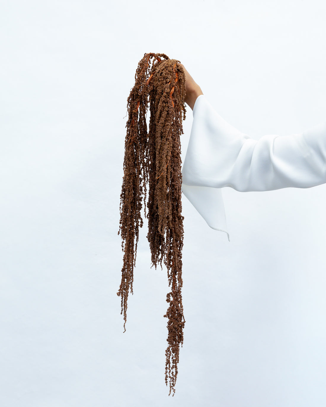 PRESERVED AMARANTHUS | BRONZE