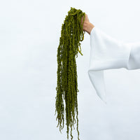 PRESERVED AMARANTHUS | OLIVE GREEN