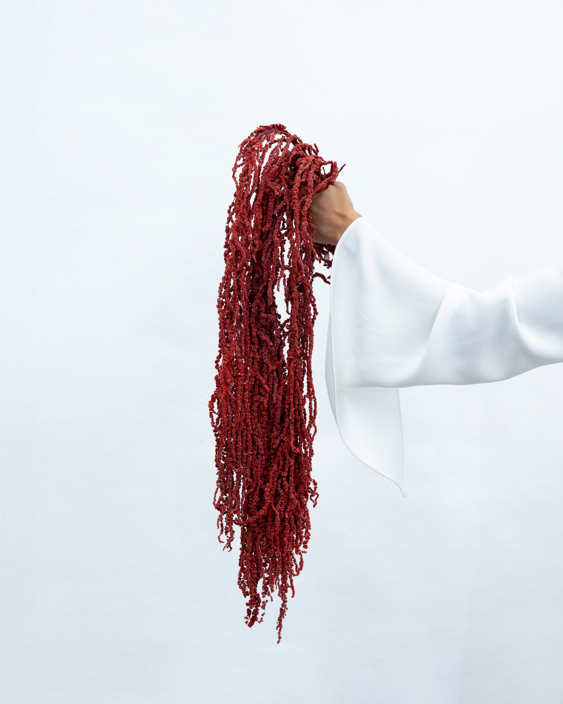 PRESERVED AMARANTHUS | WINE RED