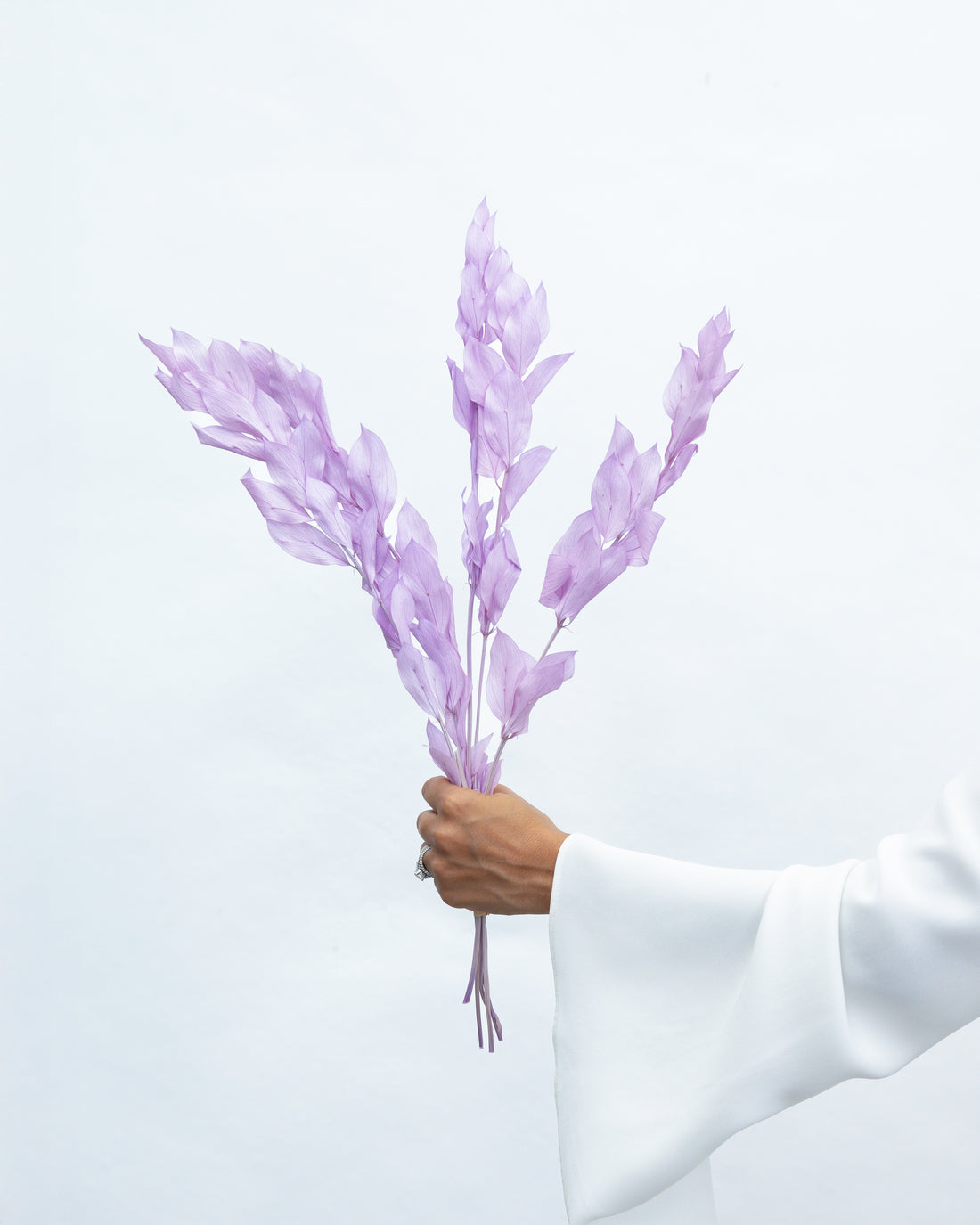 ISRAEILI RUSCUS | LAVENDER