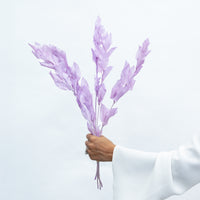 ISRAEILI RUSCUS | LAVENDER