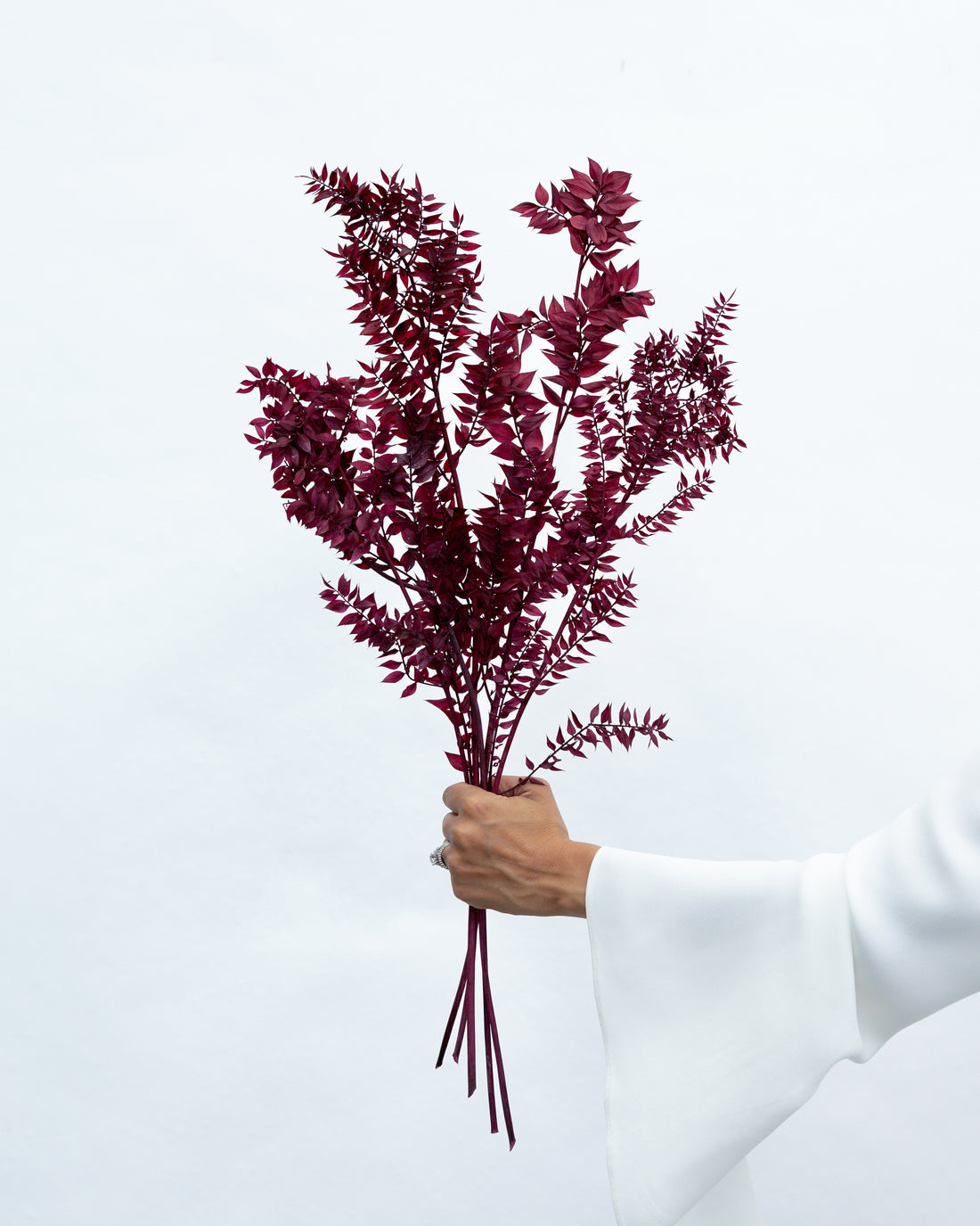 PRESERVED ITALIAN RUSCUS | DEEP BURGUNDY