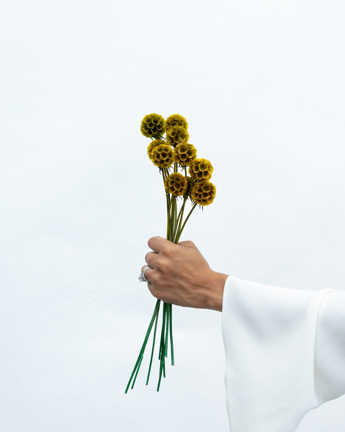 PRESERVED SCABIOSA | AUTUMN
