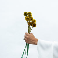 PRESERVED SCABIOSA | AUTUMN