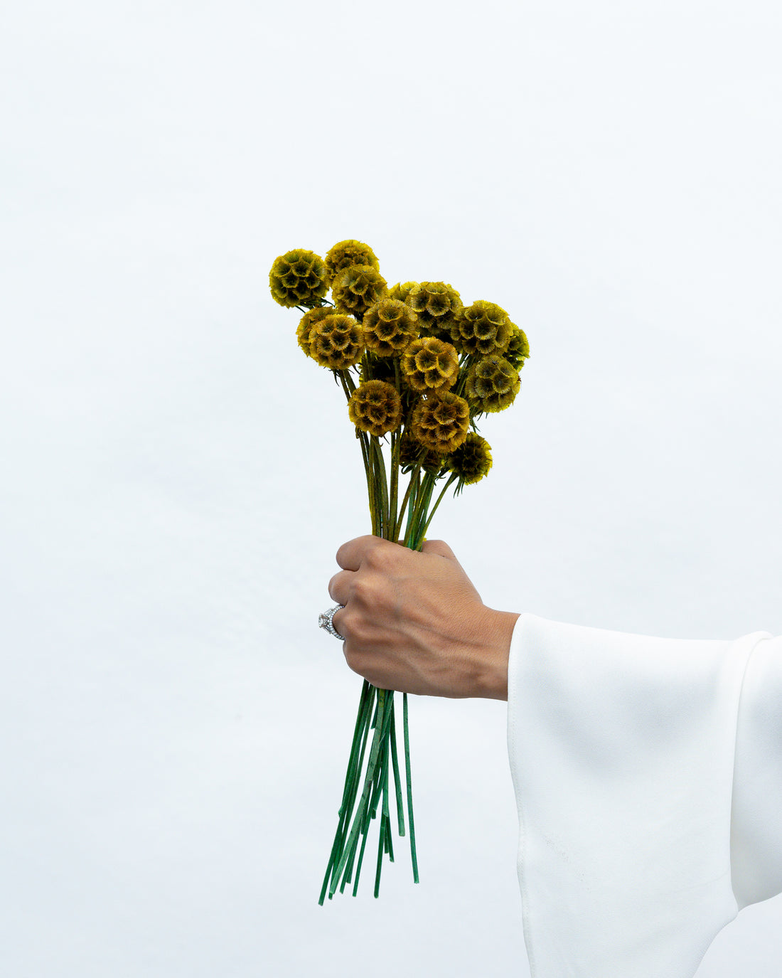 PRESERVED SCABIOSA | AUTUMN
