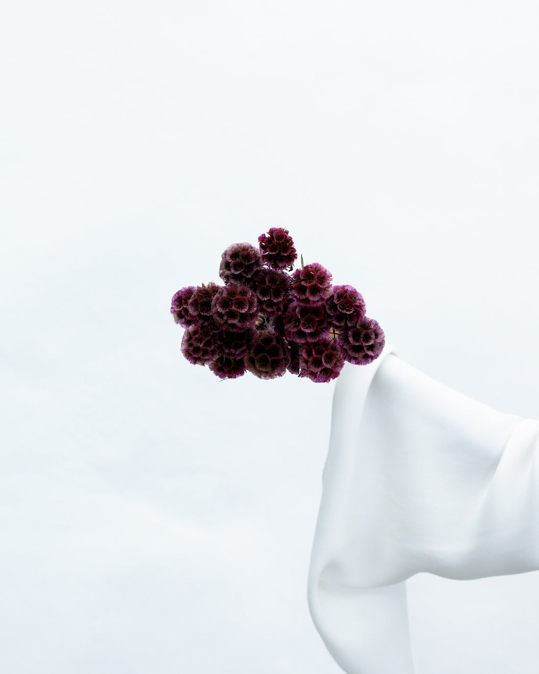 PRESERVED SCABIOSA | DEEP PURPLE