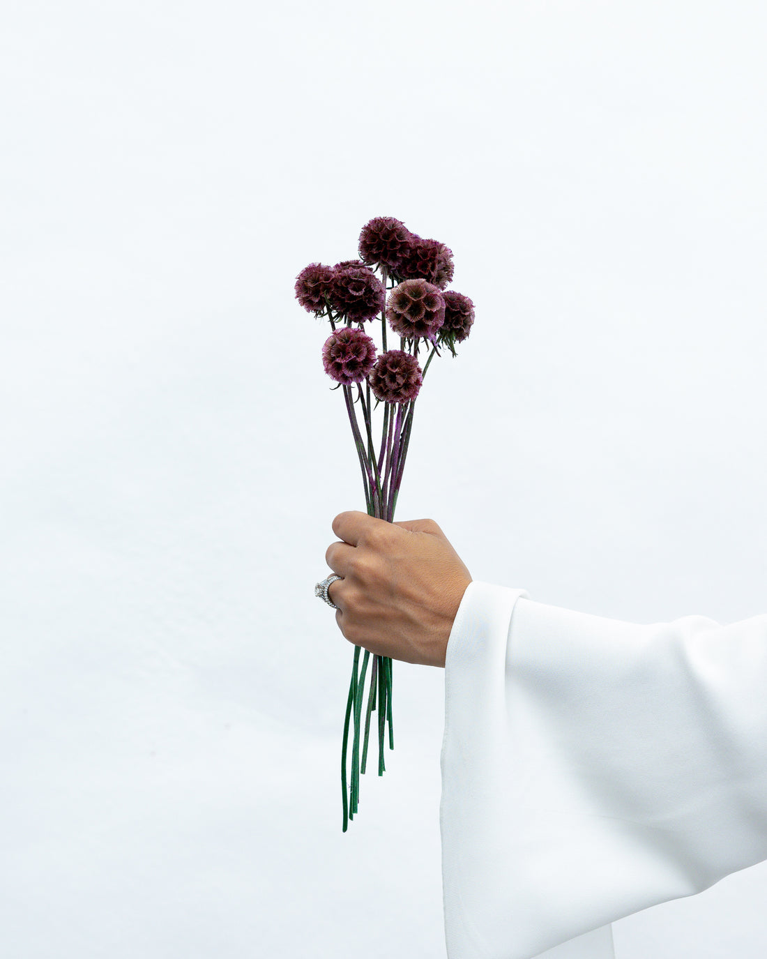 PRESERVED SCABIOSA | DEEP PURPLE