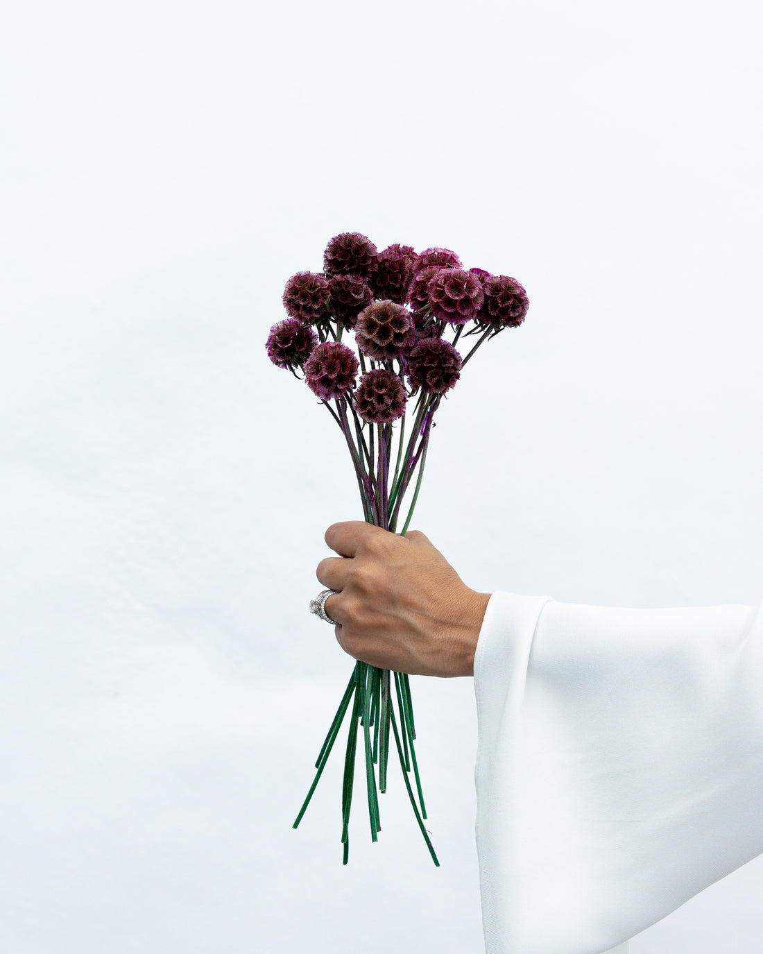 PRESERVED SCABIOSA | DEEP ROSE PINK