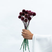 PRESERVED SCABIOSA | DEEP ROSE PINK