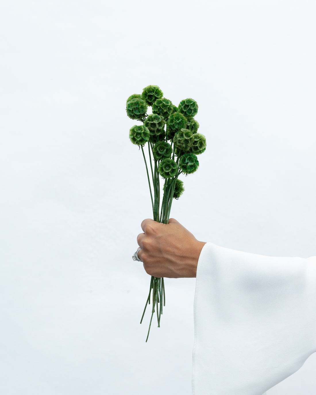 Forest green preserved scabiosa by The Palmier, close detail