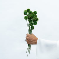 Forest green preserved scabiosa by The Palmier, close detail