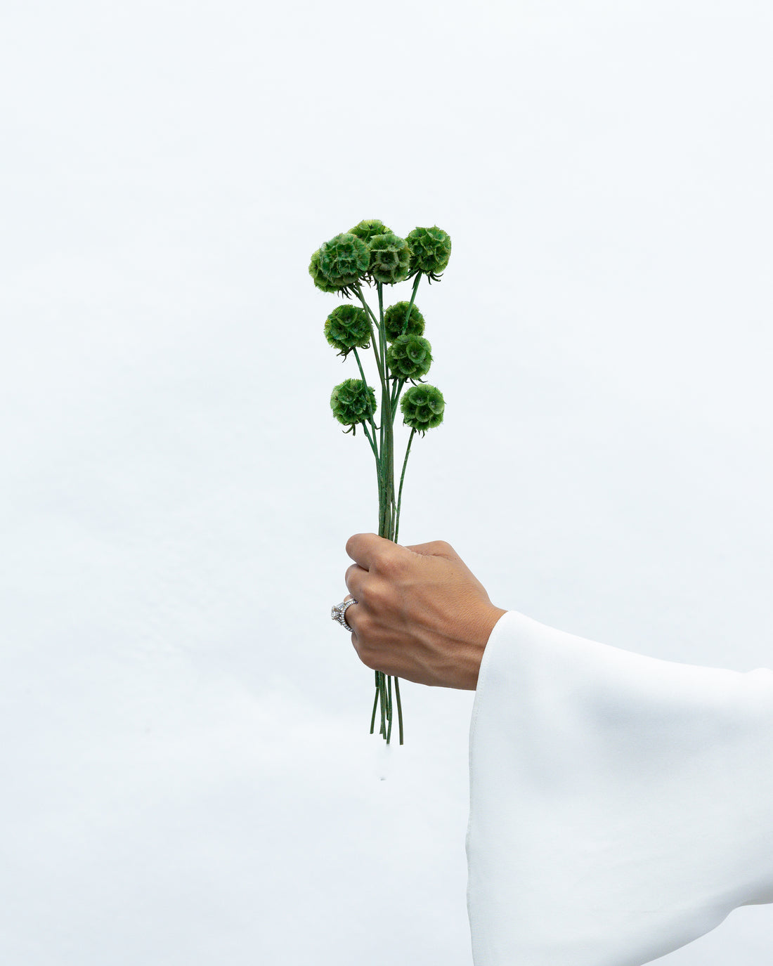Forest green preserved scabiosa by The Palmier, bunch of stems