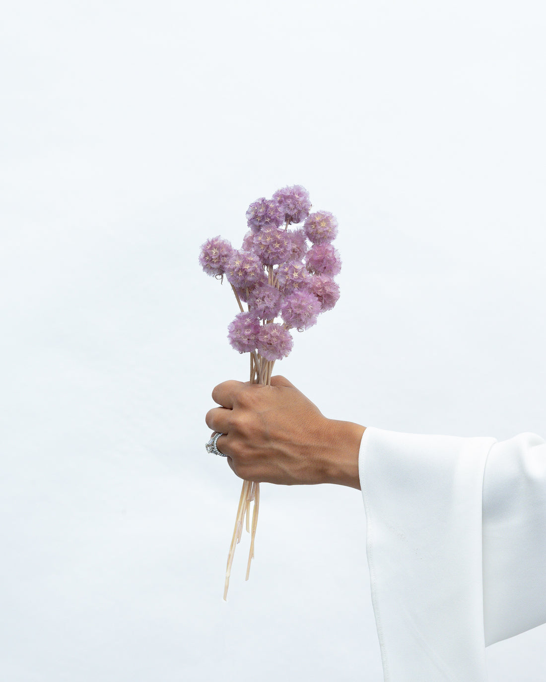 PRESERVED SCABIOSA | LILAC