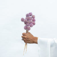 PRESERVED SCABIOSA | LILAC