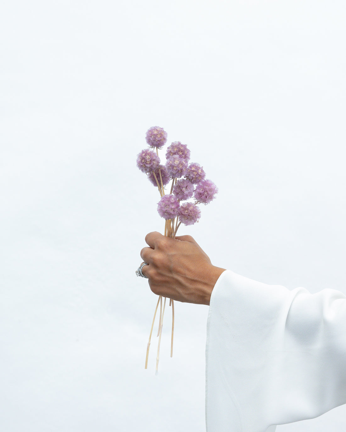PRESERVED SCABIOSA | LILAC