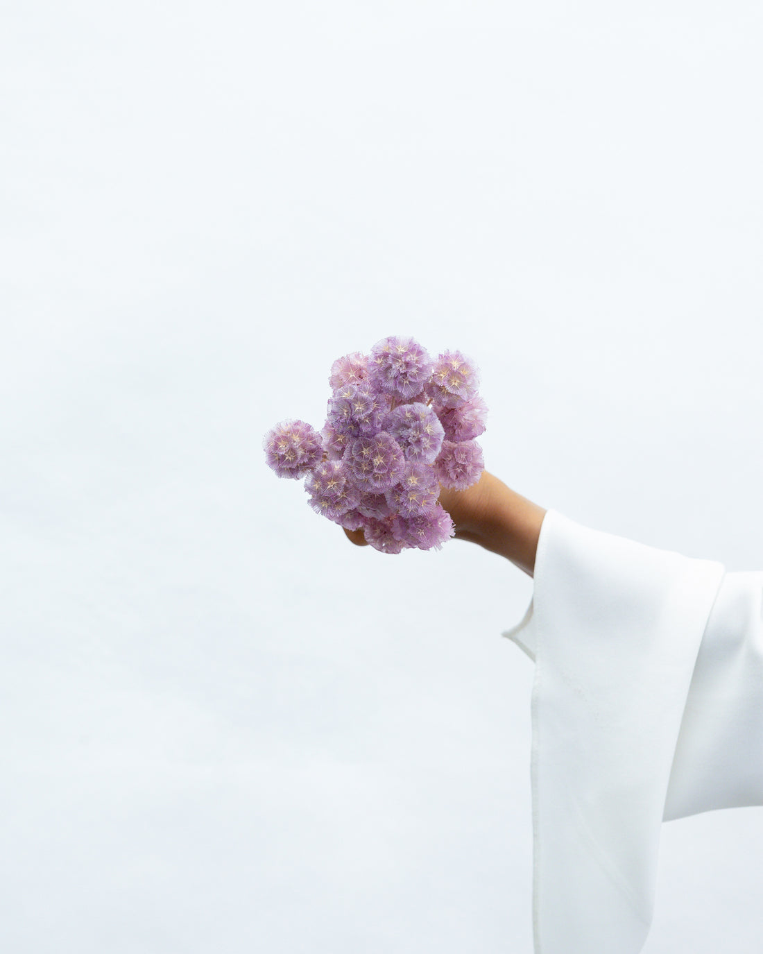 PRESERVED SCABIOSA | LILAC
