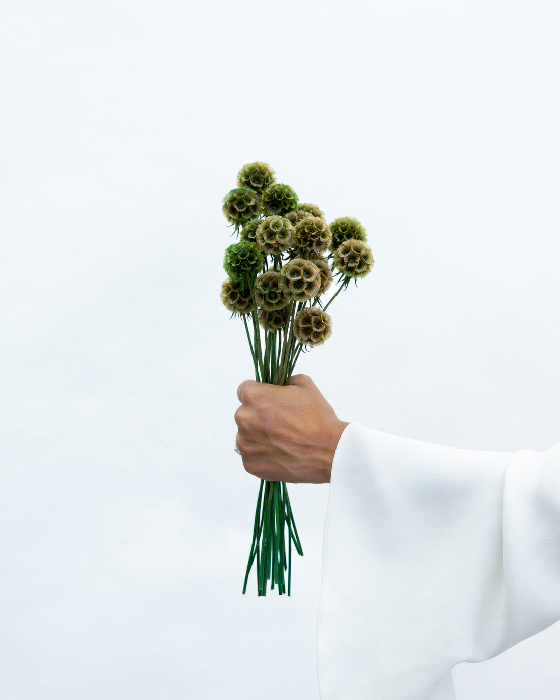 PRESERVED SCABIOSA | OLIVE GREEN