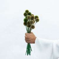 PRESERVED SCABIOSA | OLIVE GREEN