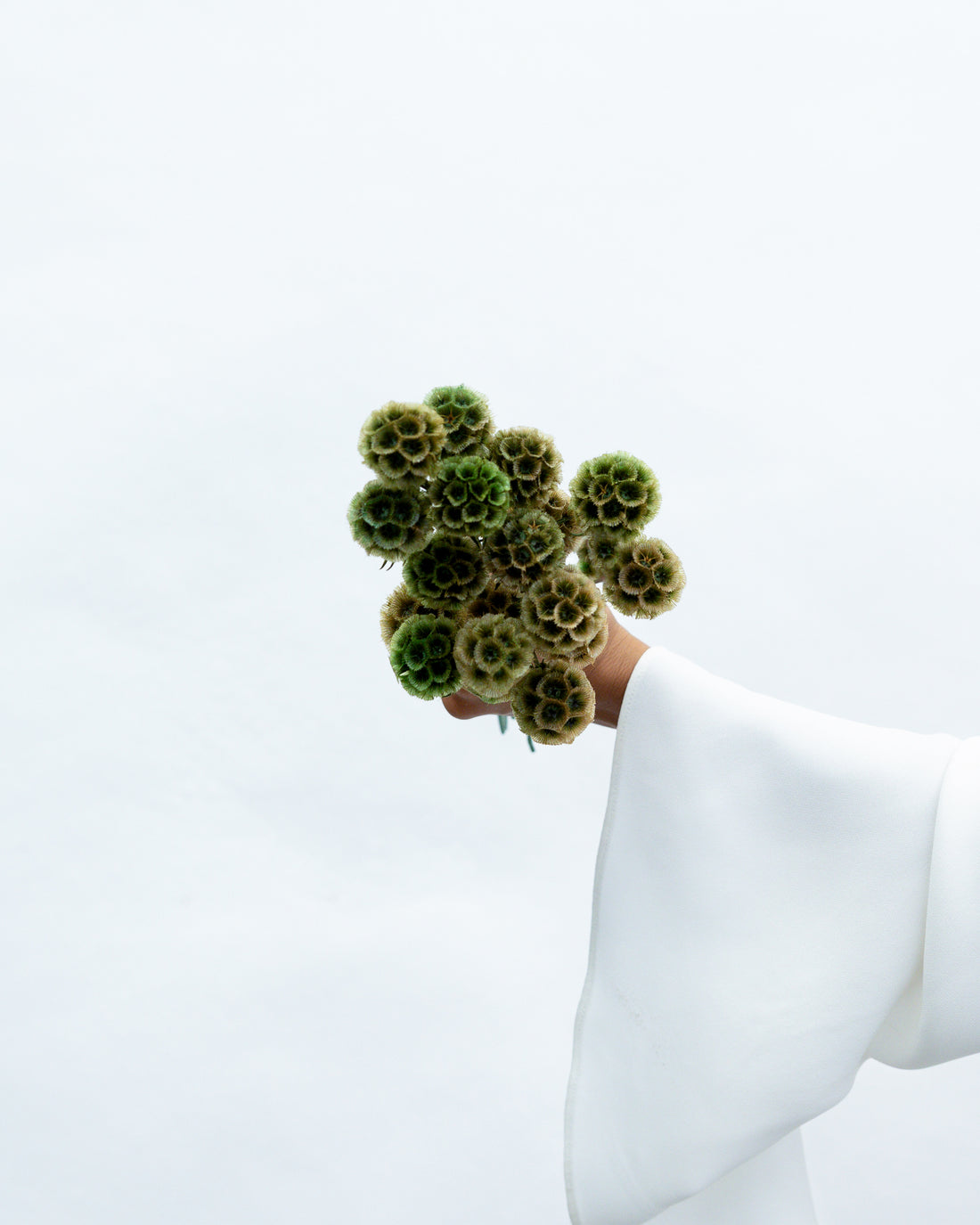 PRESERVED SCABIOSA | OLIVE GREEN