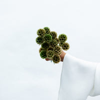 PRESERVED SCABIOSA | OLIVE GREEN