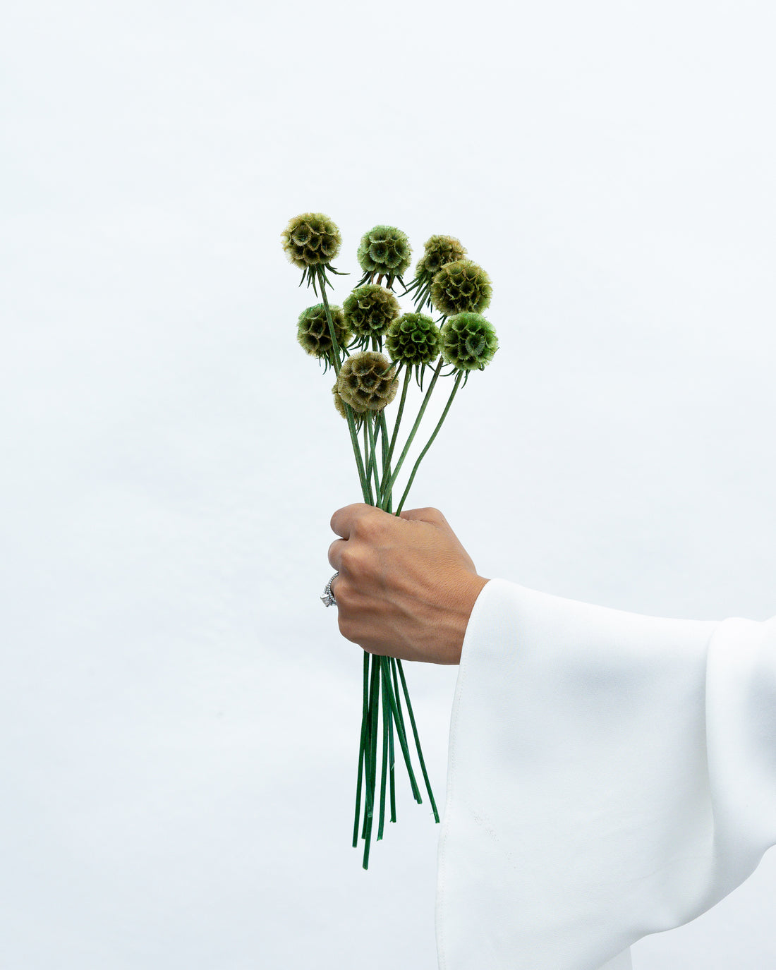 PRESERVED SCABIOSA | OLIVE GREEN