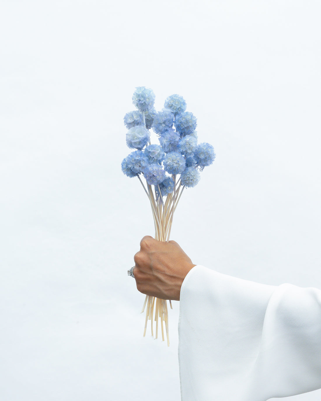 PRESERVED SCABIOSA | SKY BLUE