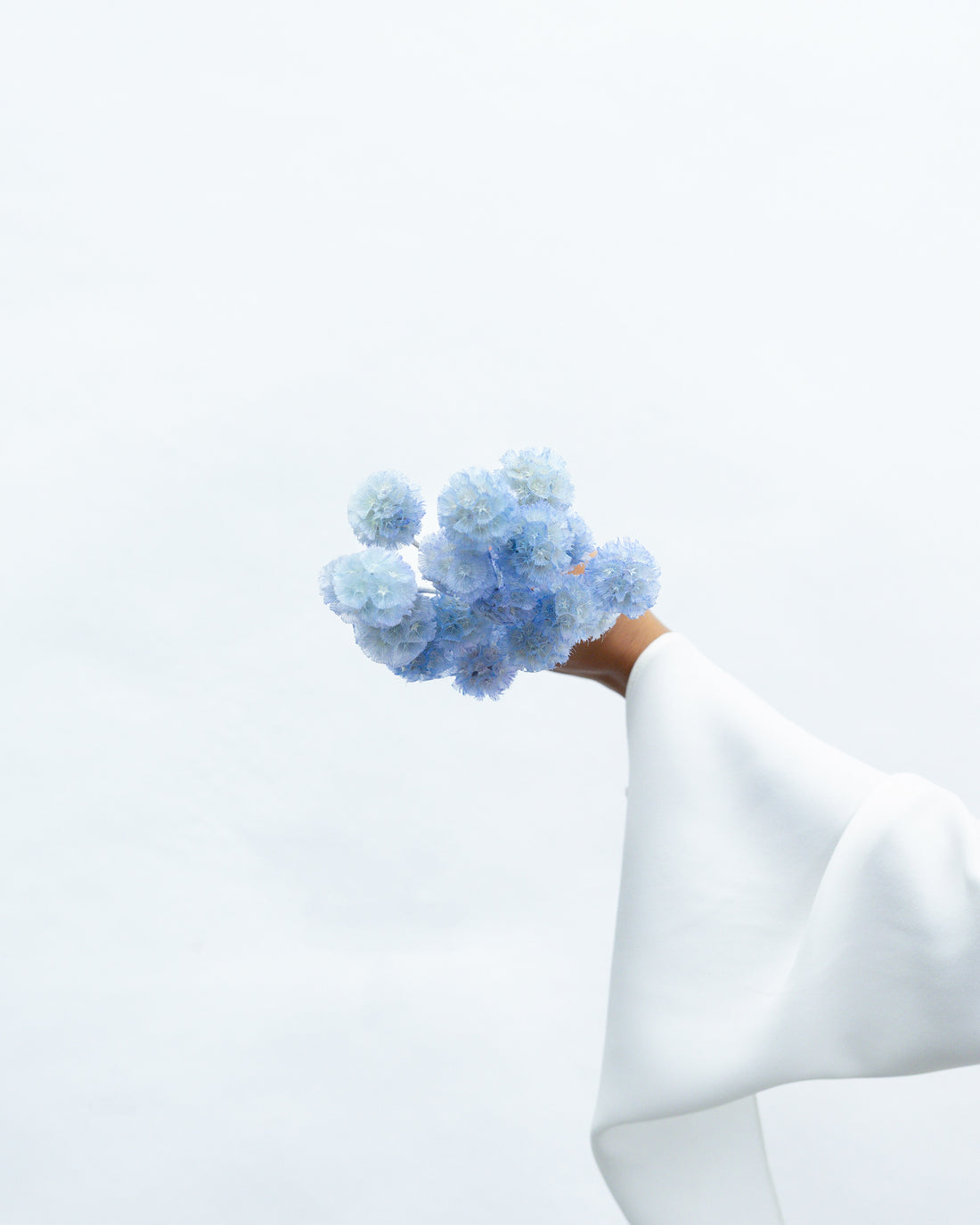 PRESERVED SCABIOSA | SKY BLUE