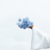 PRESERVED SCABIOSA | SKY BLUE