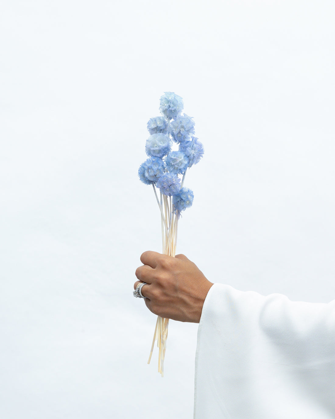 PRESERVED SCABIOSA | SKY BLUE