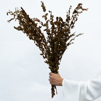 PRESERVED SMALL-LEAF GUM | DEEP NATURAL