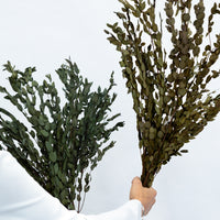 PRESERVED SMALL-LEAF GUM | DEEP SEA GREEN