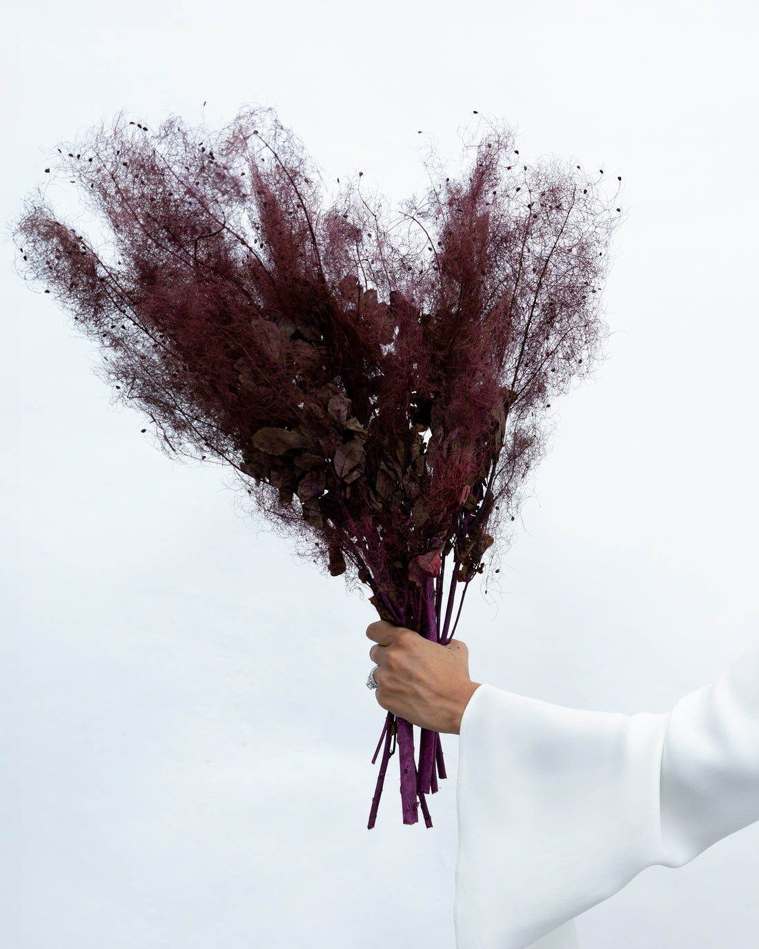 PRESERVED SMOKEBUSH
