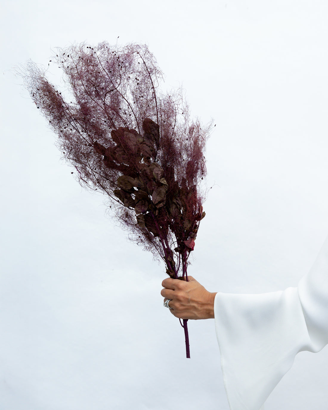PRESERVED SMOKEBUSH