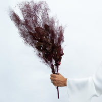 PRESERVED SMOKEBUSH