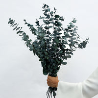 PRESERVED GUM | GREEN