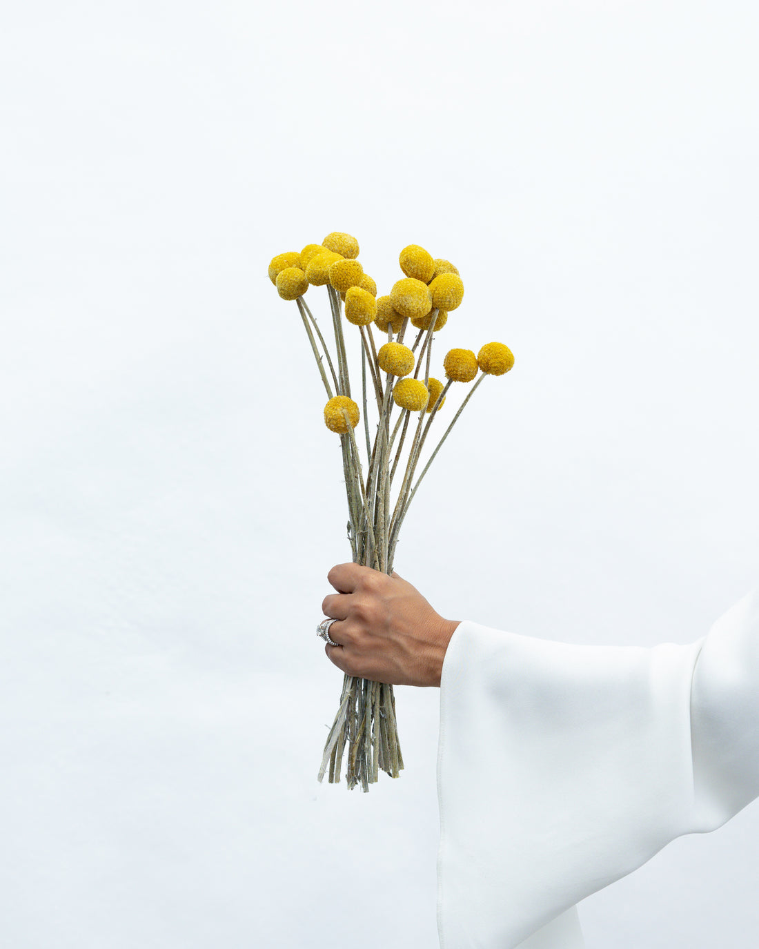 DRIED BILLY BUTTONS | NATURAL YELLOW