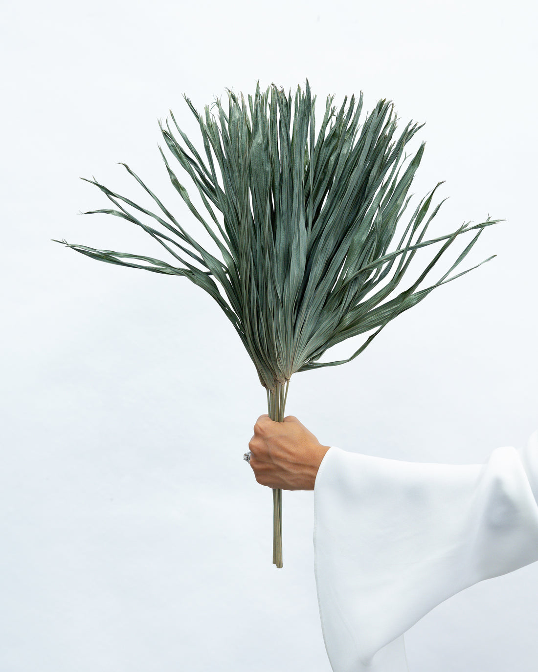 DRIED PALMS | NATURAL