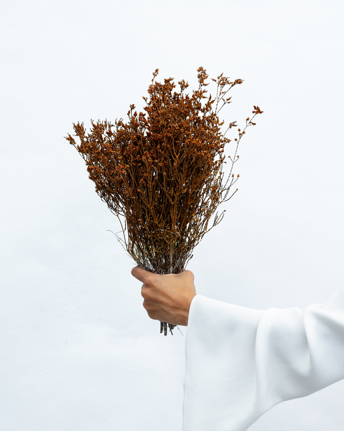 DRIED SCHOLTZIA | BURNT ORANGE