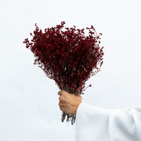 DRIED SCHOLTZIA | BURNT RED